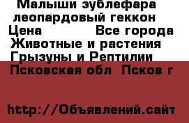 Малыши эублефара ( леопардовый геккон) › Цена ­ 1 500 - Все города Животные и растения » Грызуны и Рептилии   . Псковская обл.,Псков г.